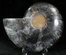 Black Ammonite (Half) - Rare Coloration #23910-1